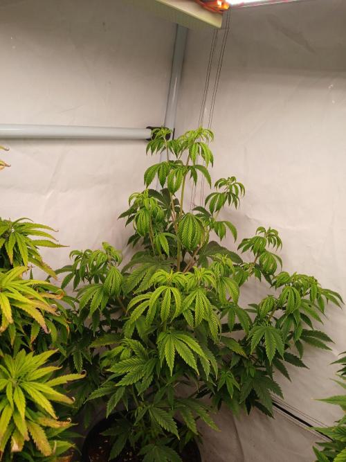 Skywalker OG. Week 4