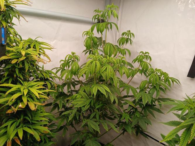 Skywalker OG. Week 4