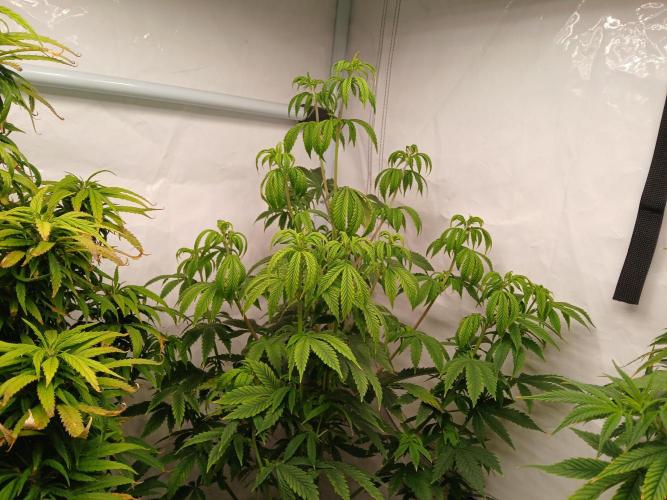 Skywalker OG. Week 4