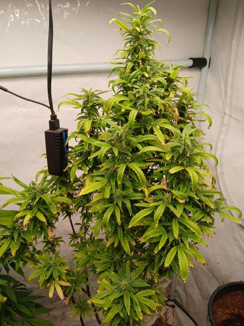 Strain A !!!!. Week 11