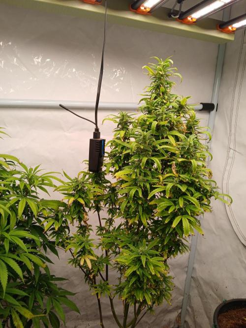 Strain A !!!!. Week 11