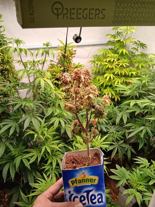 Skywalker OG. Week 11