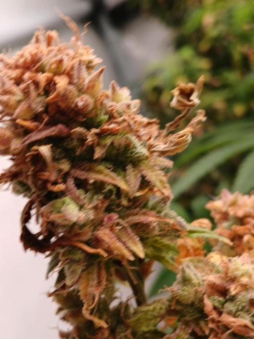 Skywalker OG. Week 11