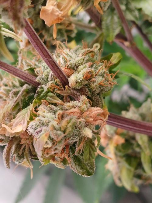 Skywalker OG. Week 11