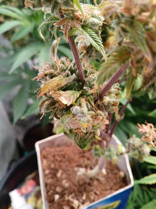 Skywalker OG. Week 11