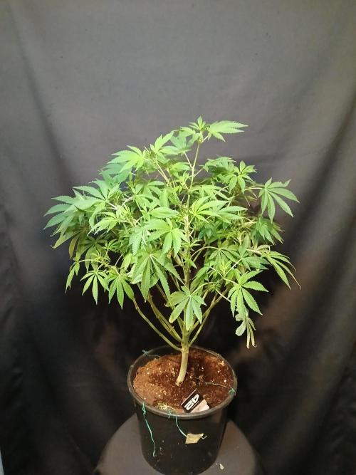 Lemon Paya. Week 6