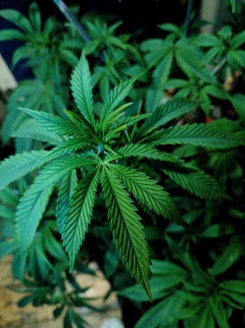 Lemon Cherry Runtz 🍒 🍋 💥. Week 5