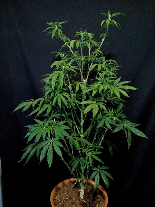 Lemon Cherry Runtz 🍒 🍋 💥. Week 5