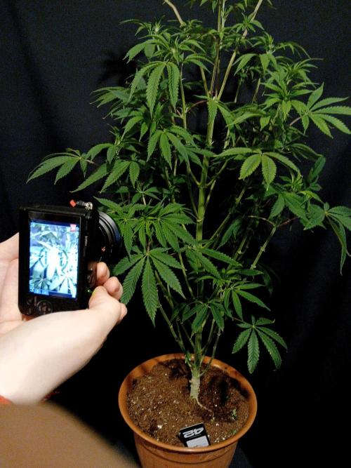 Lemon Cherry Runtz 🍒 🍋 💥. Week 5