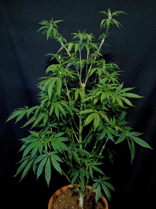 Lemon Cherry Runtz 🍒 🍋 💥. Week 5