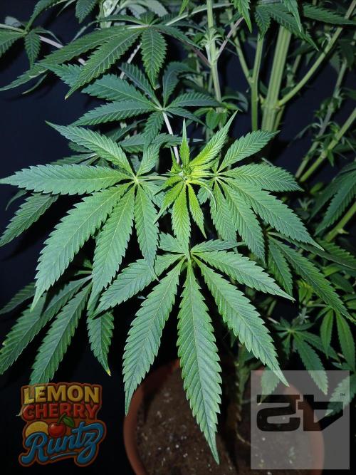 Lemon Cherry Runtz 🍒 🍋 💥. Week 5