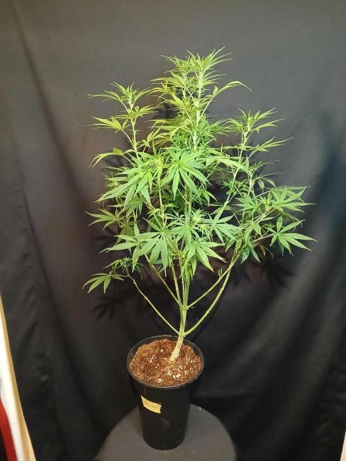 Cheese x Runtz = Chuntz. Week 6