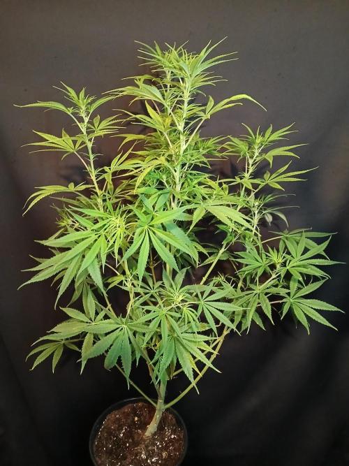 Cheese x Runtz = Chuntz. Week 6