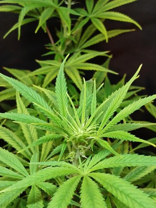 Cheese x Runtz = Chuntz. Week 6