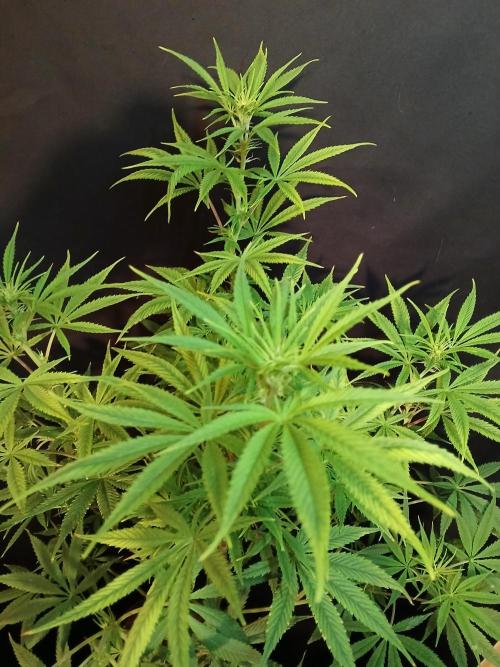 Cheese x Runtz = Chuntz. Week 6