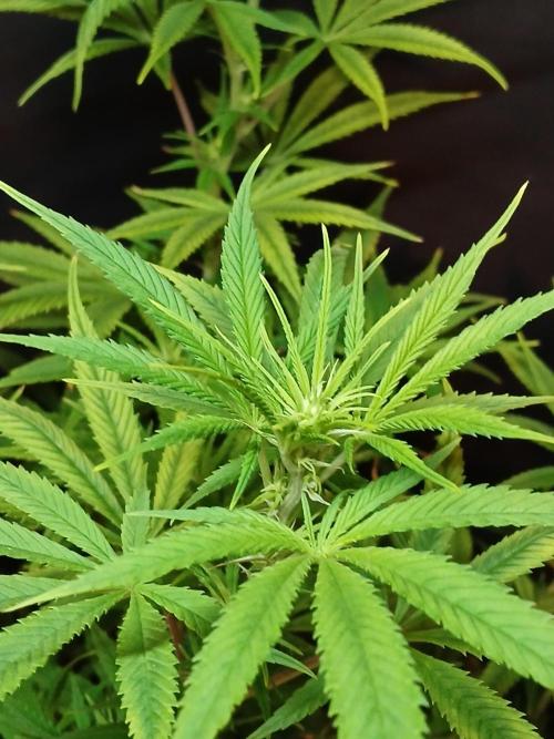 Cheese x Runtz = Chuntz. Week 6