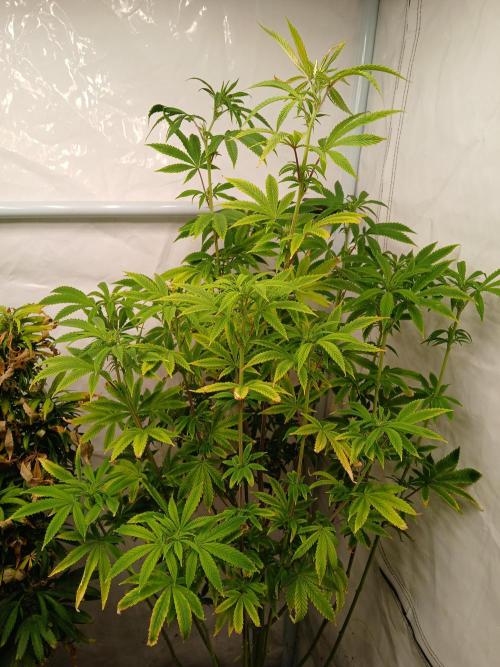 Skywalker OG. Week 5