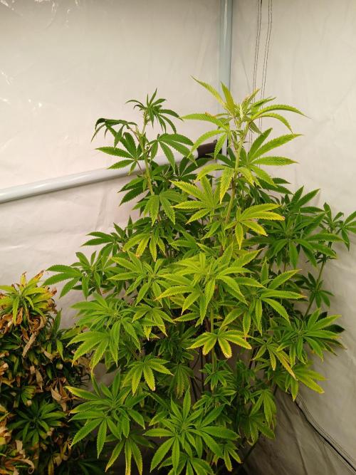 Skywalker OG. Week 5