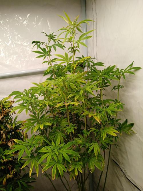 Skywalker OG. Week 5