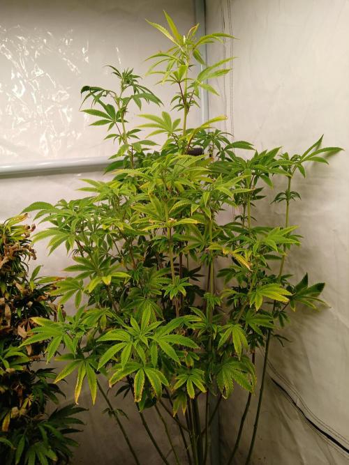 Skywalker OG. Week 5