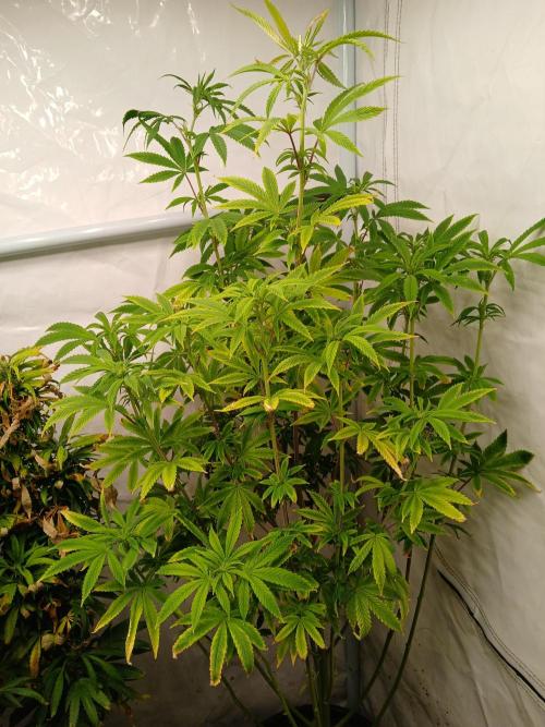 Skywalker OG. Week 5