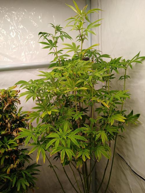 Skywalker OG. Week 5