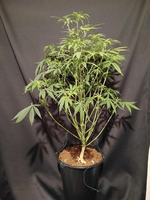 Mac & Cheese. Week 4