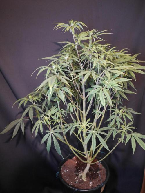 Mac & Cheese. Week 4