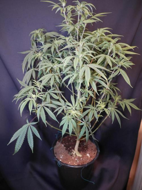 Mac & Cheese. Week 4