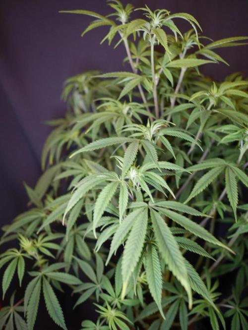 Mac & Cheese. Week 4