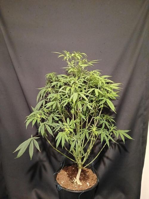 Mac & Cheese. Week 4