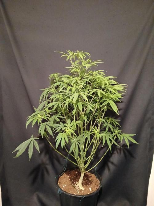 Mac & Cheese. Week 4