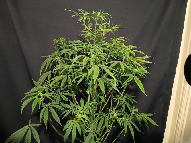 Mac & Cheese. Week 4