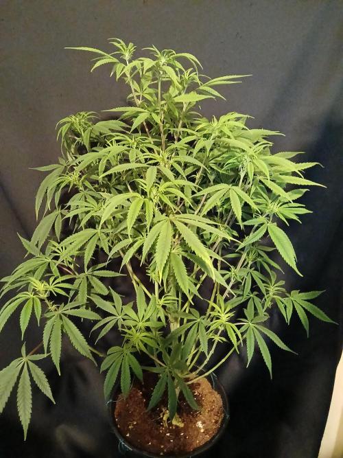 Mac & Cheese. Week 4