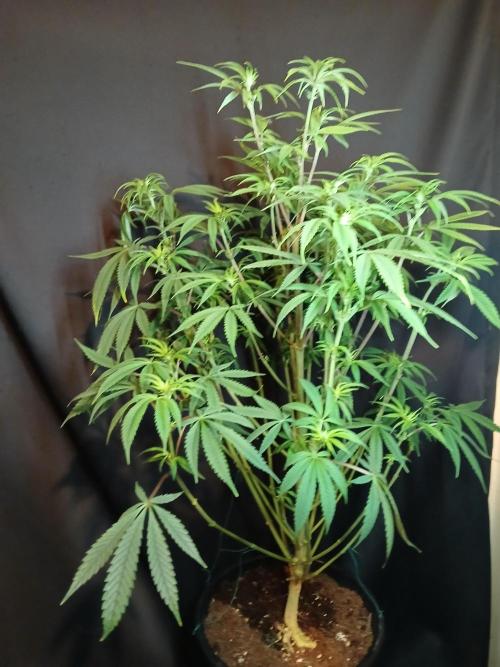 Mac & Cheese. Week 4