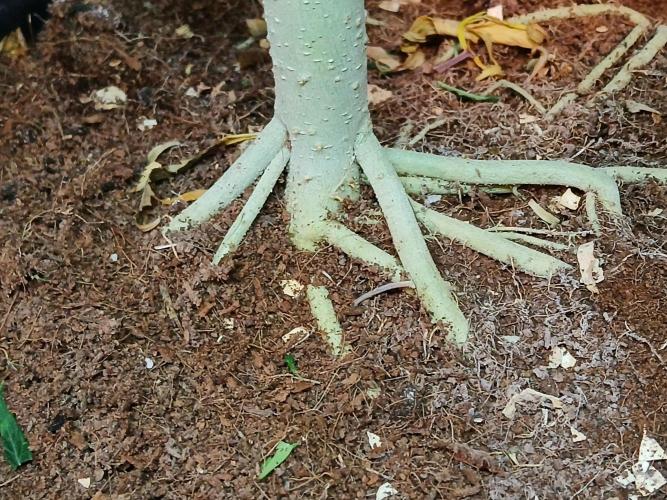 I dont no regular #Haze 90s. Week 6