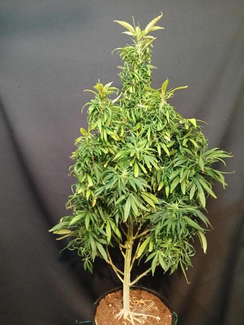 I dont no regular #Haze 90s. Week 6