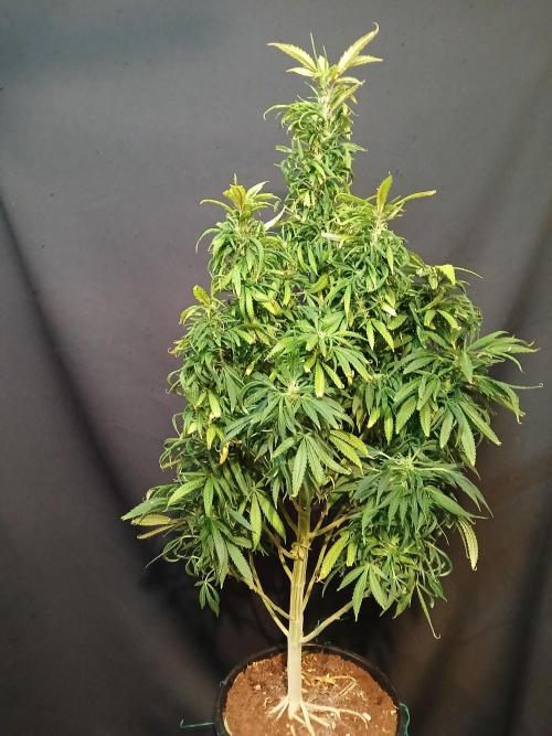 I dont no regular #Haze 90s. Week 6