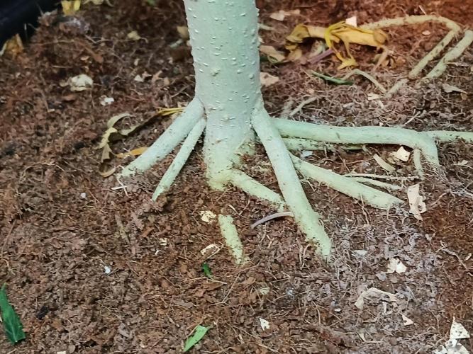 I dont no regular #Haze 90s. Week 6