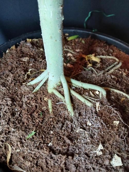 I dont no regular #Haze 90s. Week 6