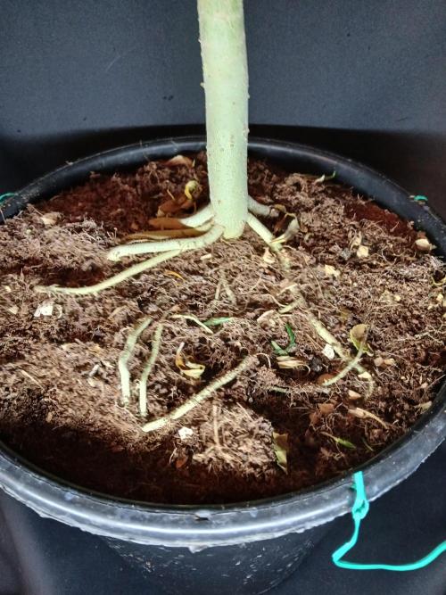 I dont no regular #Haze 90s. Week 6