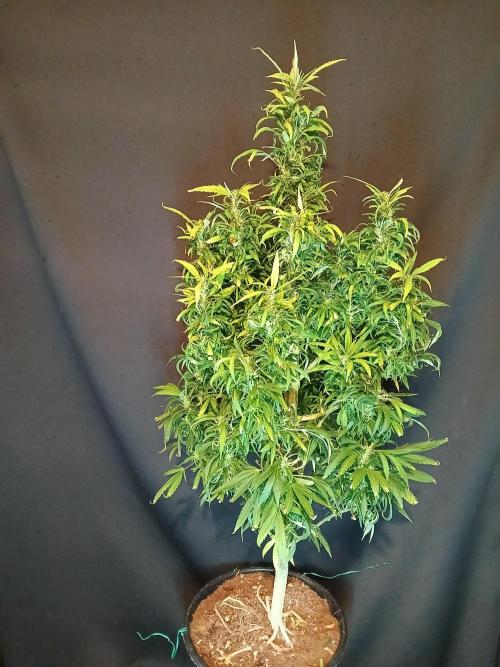 I dont no regular #Haze 90s. Week 6