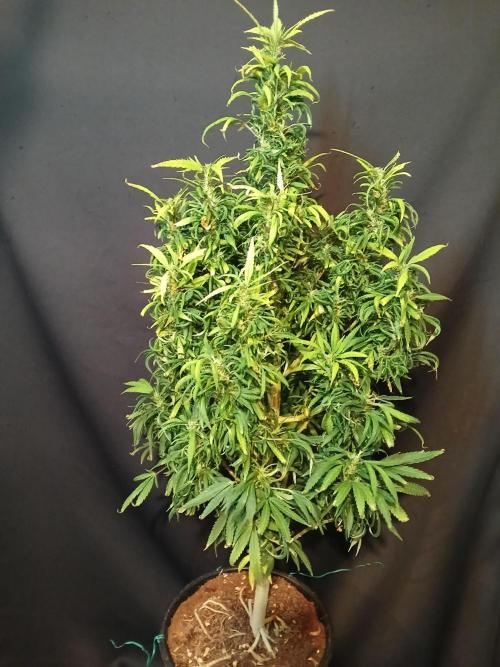 I dont no regular #Haze 90s. Week 6