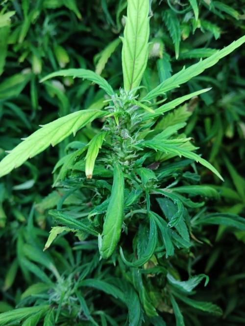 I dont no regular #Haze 90s. Week 6