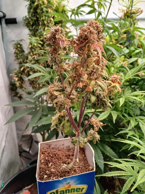 Skywalker OG. Week 12