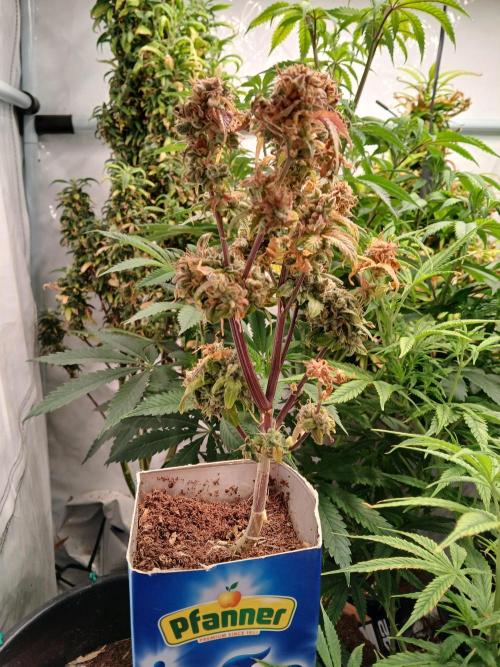 Skywalker OG. Week 12