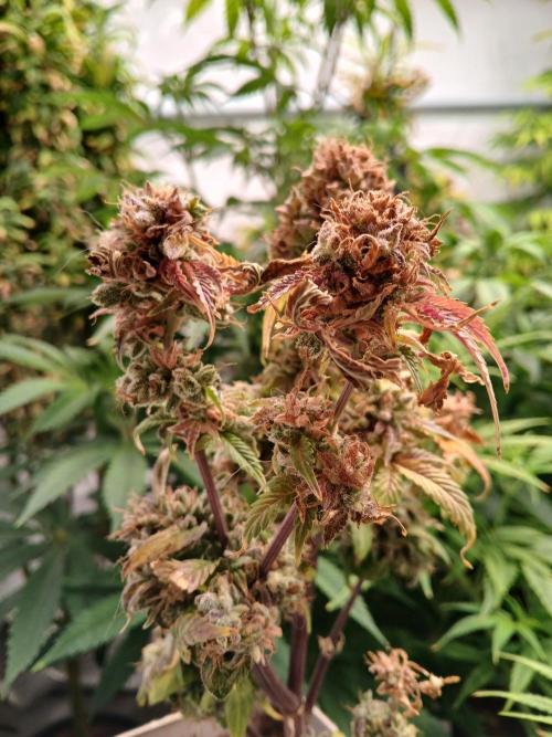 Skywalker OG. Week 12