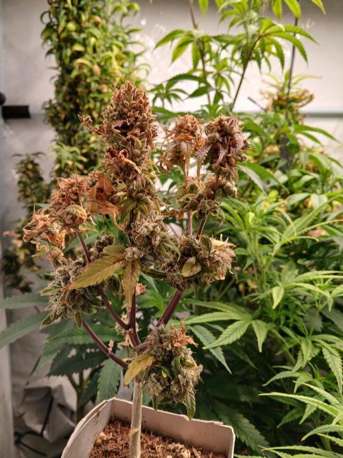 Skywalker OG. Week 12