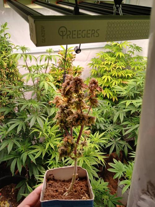 Skywalker OG. Week 12