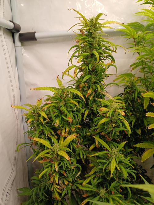 I dont no regular #Haze 90s. Week 7